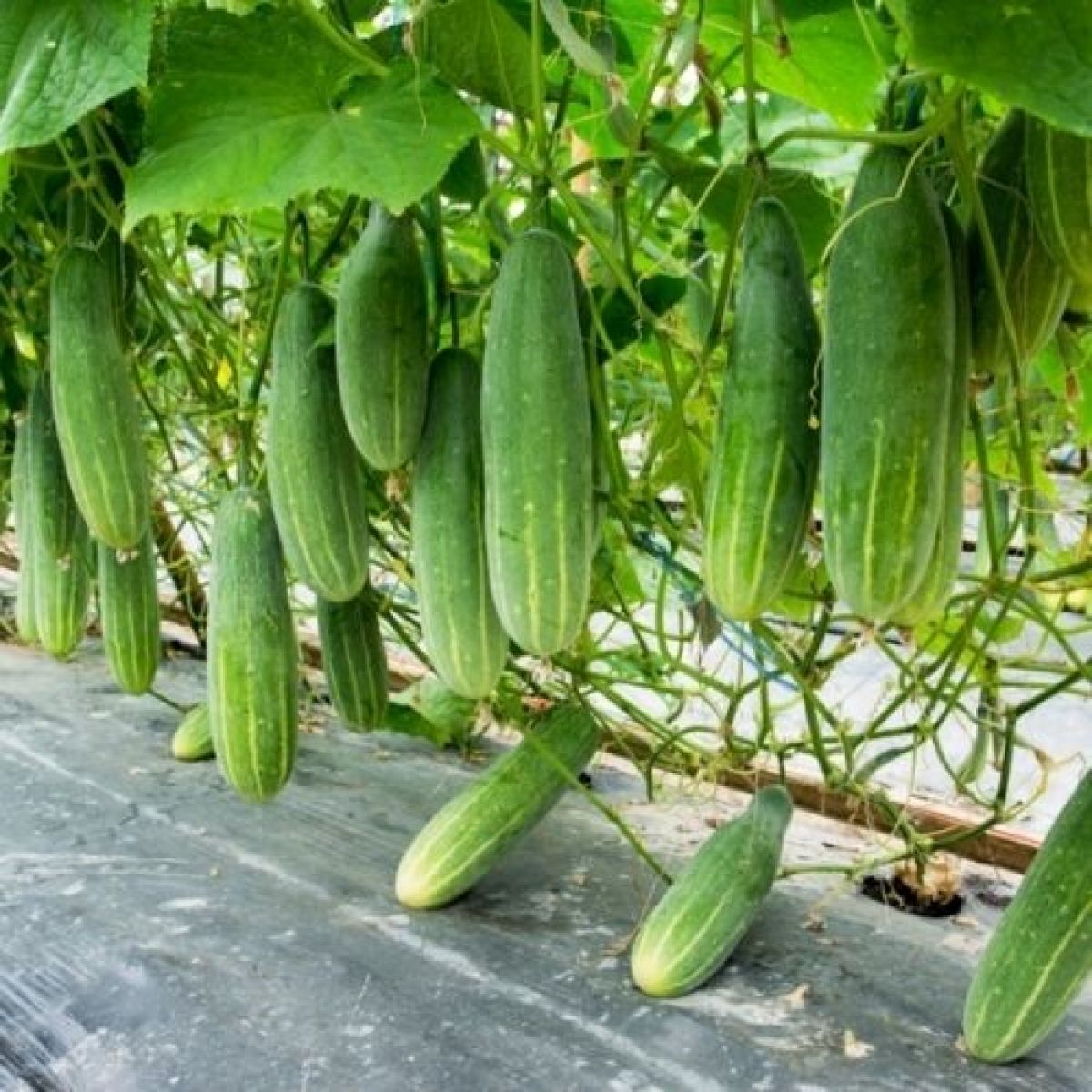 Dưa leo lớn 1kg