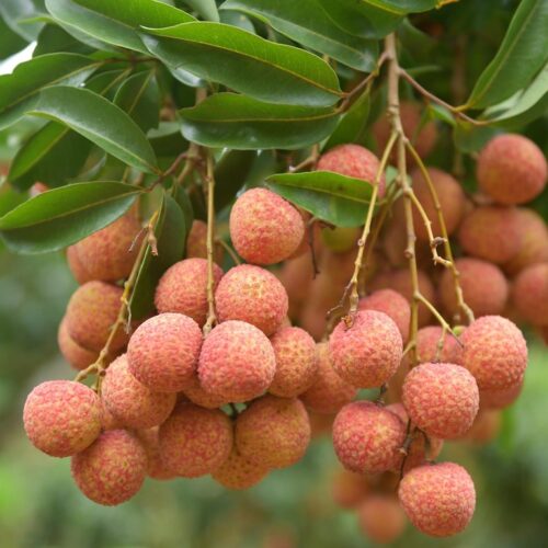 Vải thiều Bắc Giang