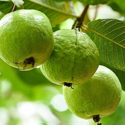 Ổi Bo Thái Bình