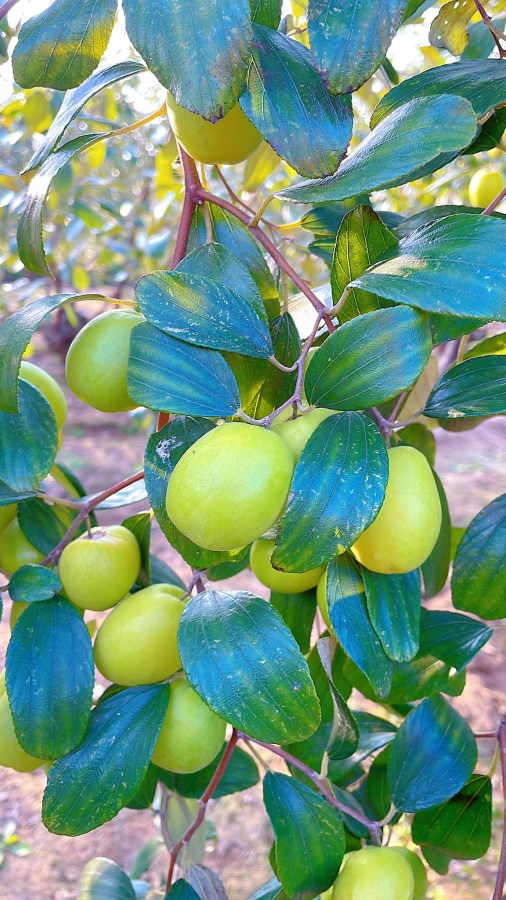 tao-bang-la-hai-phong-vuon-doa-c-893