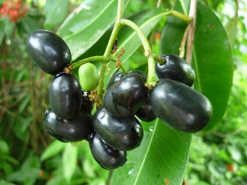Trái Đuồng Đuông (Chùm Đuông) Phú Quốc
